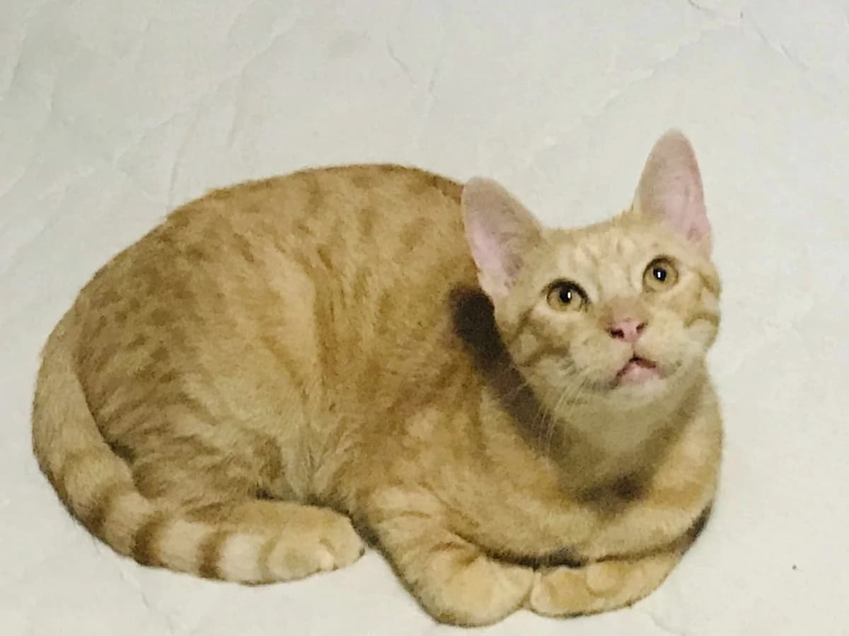 Katerle, male 5yo Mixed Breed for adoption at Ein Herz für Streuner e.V., München