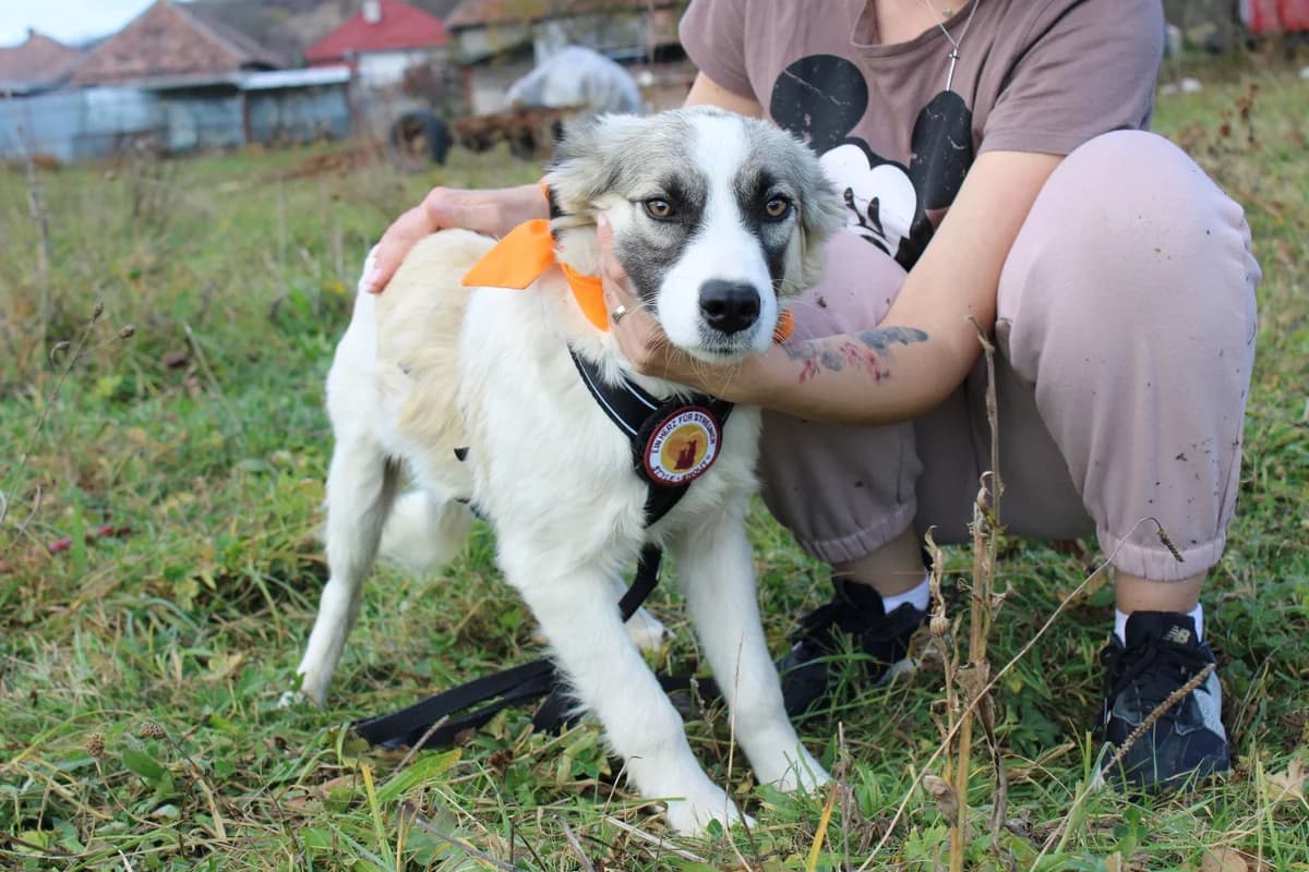 Katharina, female puppy Mixed Breed for adoption at Ein Herz für Streuner e.V., München