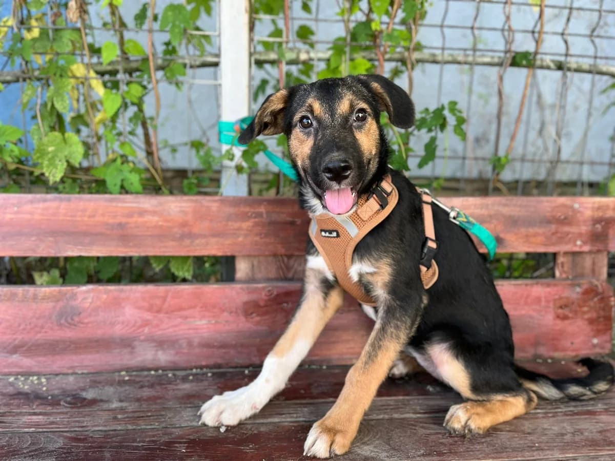 Katharine, female puppy Mixed Breed for adoption at Ein Herz für Streuner e.V., München