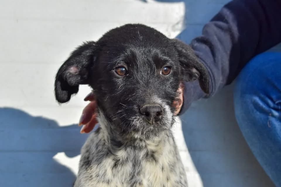 Kathi, female puppy Mixed Breed for adoption at Ein Herz für Streuner e.V., München
