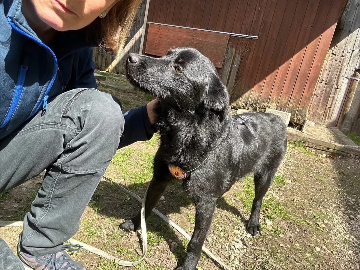 Kathleen, female young Mixed Breed for adoption at Ein Herz für Streuner e.V., München