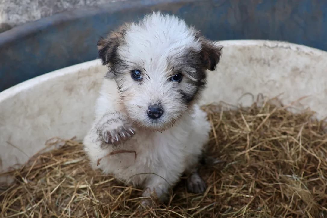 Kathrin, female puppy Mixed Breed for adoption at Ein Herz für Streuner e.V., München