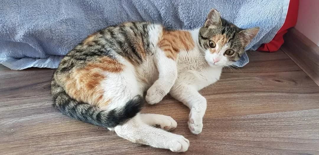 Kathy, female 5yo Mixed Breed for adoption at Ein Herz für Streuner e.V., München