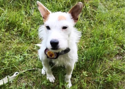 Kathy, female young Mixed Breed for adoption at Ein Herz für Streuner e.V., München