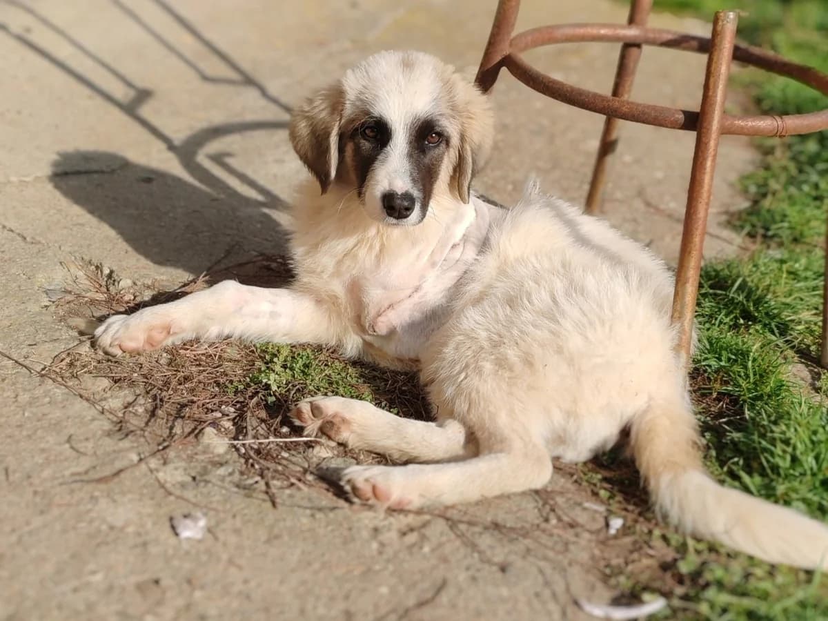 Kathy, female puppy Mixed Breed for adoption at Ein Herz für Streuner e.V., München