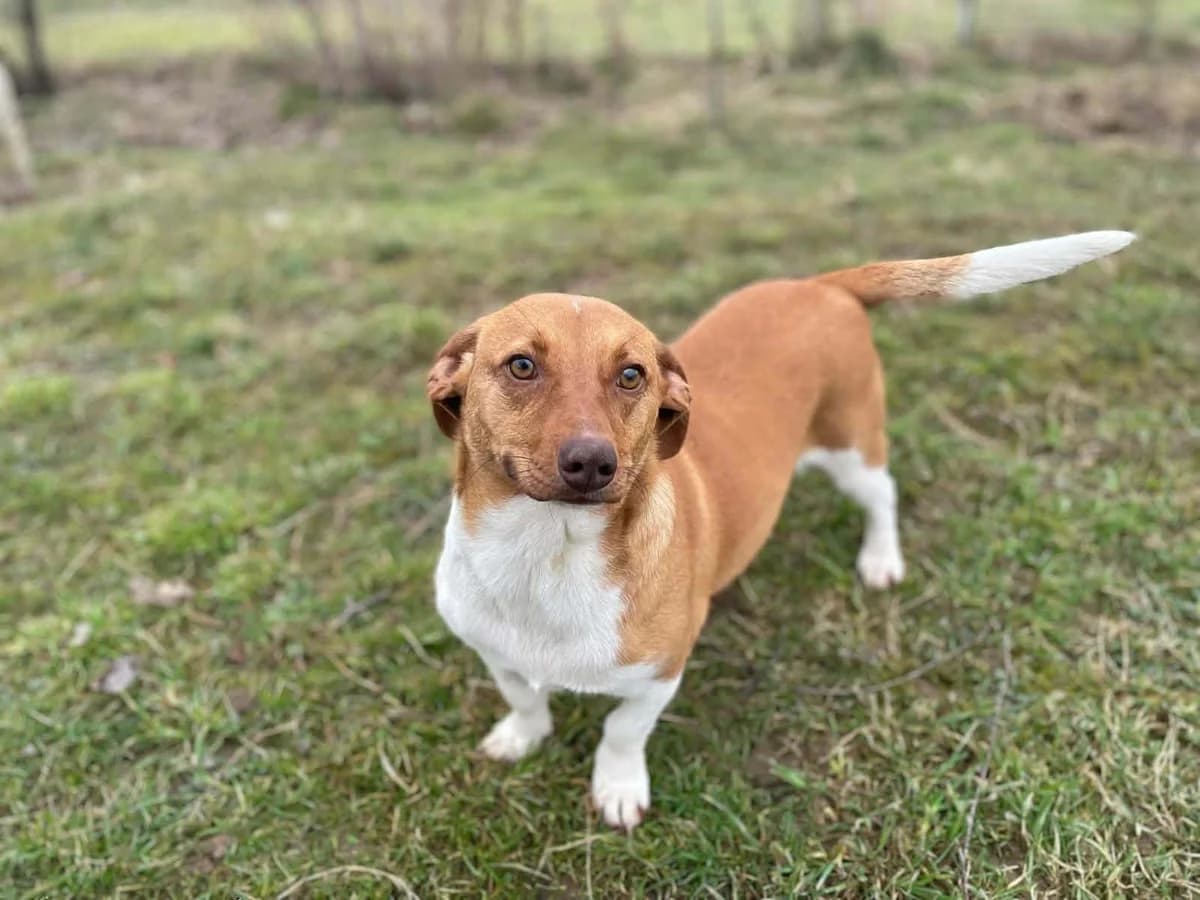 Kati, braun young Mixed Breed for adoption at Ein Herz für Streuner e.V., München
