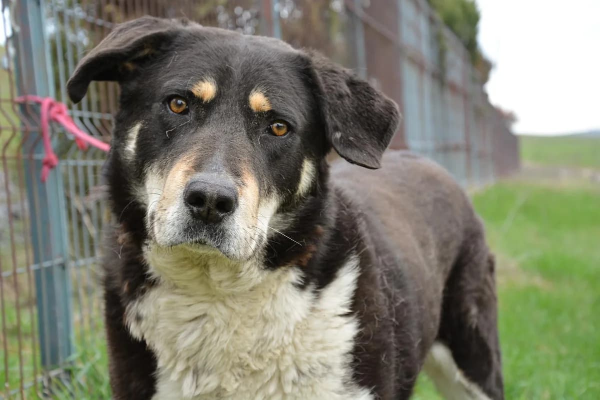 Katinka, schwarz female 5yo Mixed Breed for adoption at Ein Herz für Streuner e.V., München