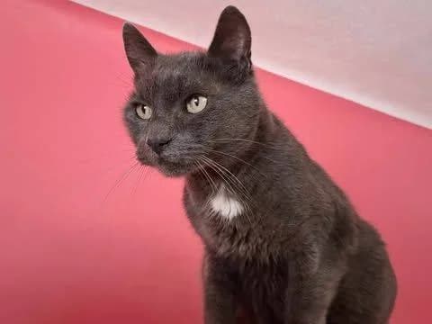Katz, Erich, weiß senior Mixed Breed for adoption at Ein Herz für Streuner e.V., München