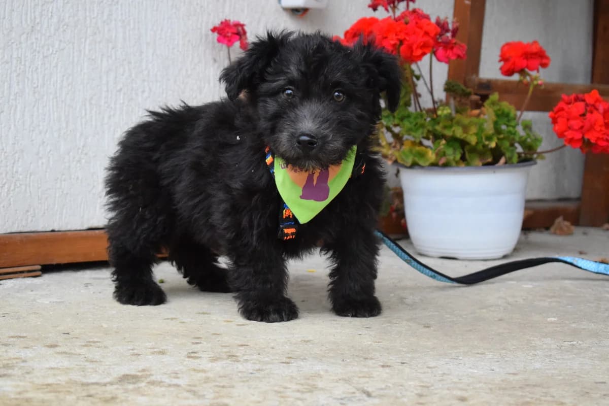 Kaue, male puppy Mixed Breed for adoption at Ein Herz für Streuner e.V., München