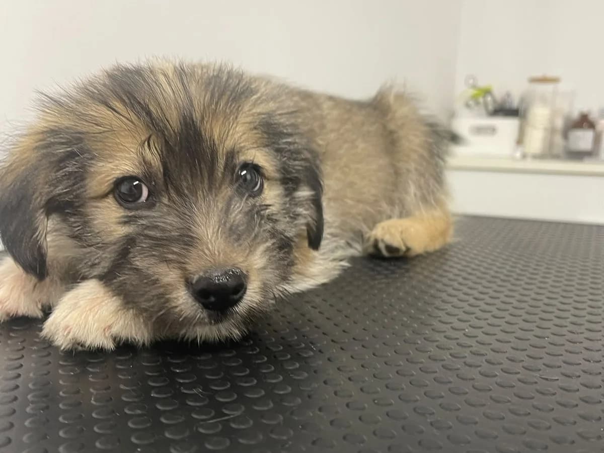 Kauri, braun male puppy Mixed Breed for adoption at Ein Herz für Streuner e.V., München