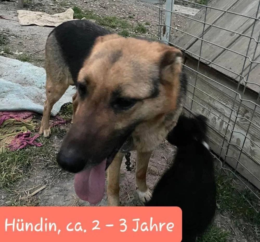 Kaya, Mixed Breed for adoption at Ein Herz für Streuner e.V., München