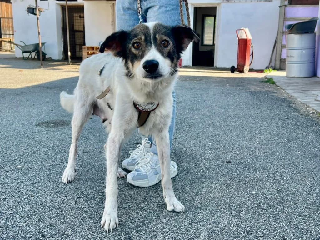 Kaya, female 6yo Mixed Breed for adoption at Ein Herz für Streuner e.V., München
