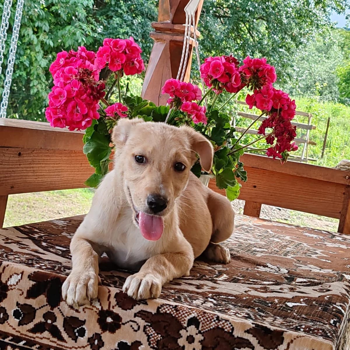Kaya, female puppy Mixed Breed for adoption at Ein Herz für Streuner e.V., München