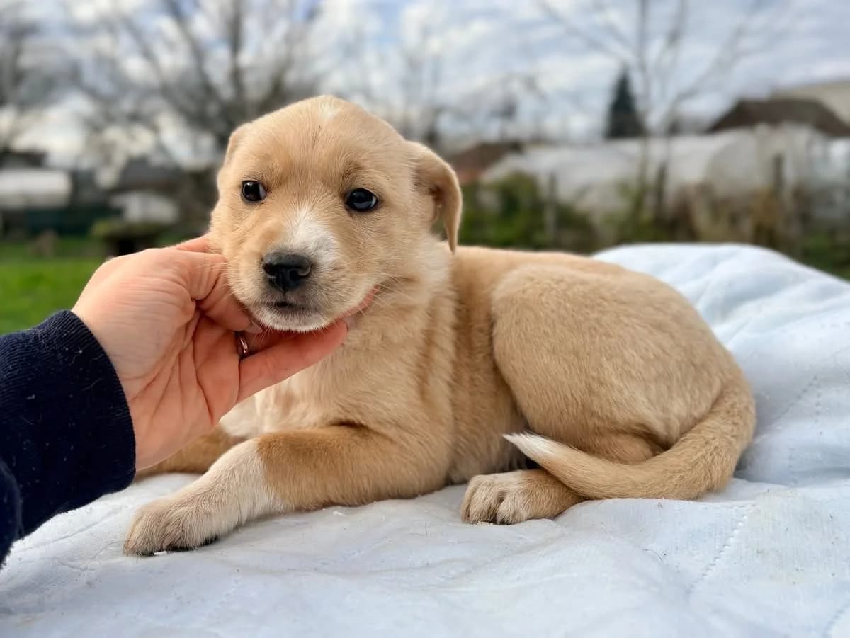 Kaya, female puppy Mixed Breed for adoption at Ein Herz für Streuner e.V., München