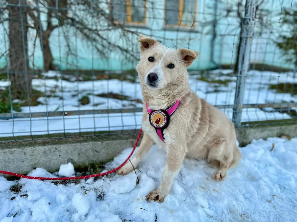 Kaya, female 5yo Mixed Breed for adoption at Ein Herz für Streuner e.V., München
