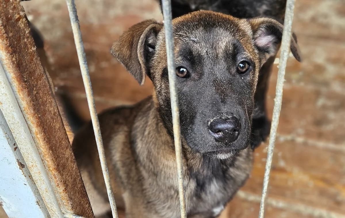Kaya, female puppy Mixed Breed for adoption at Ein Herz für Streuner e.V., München