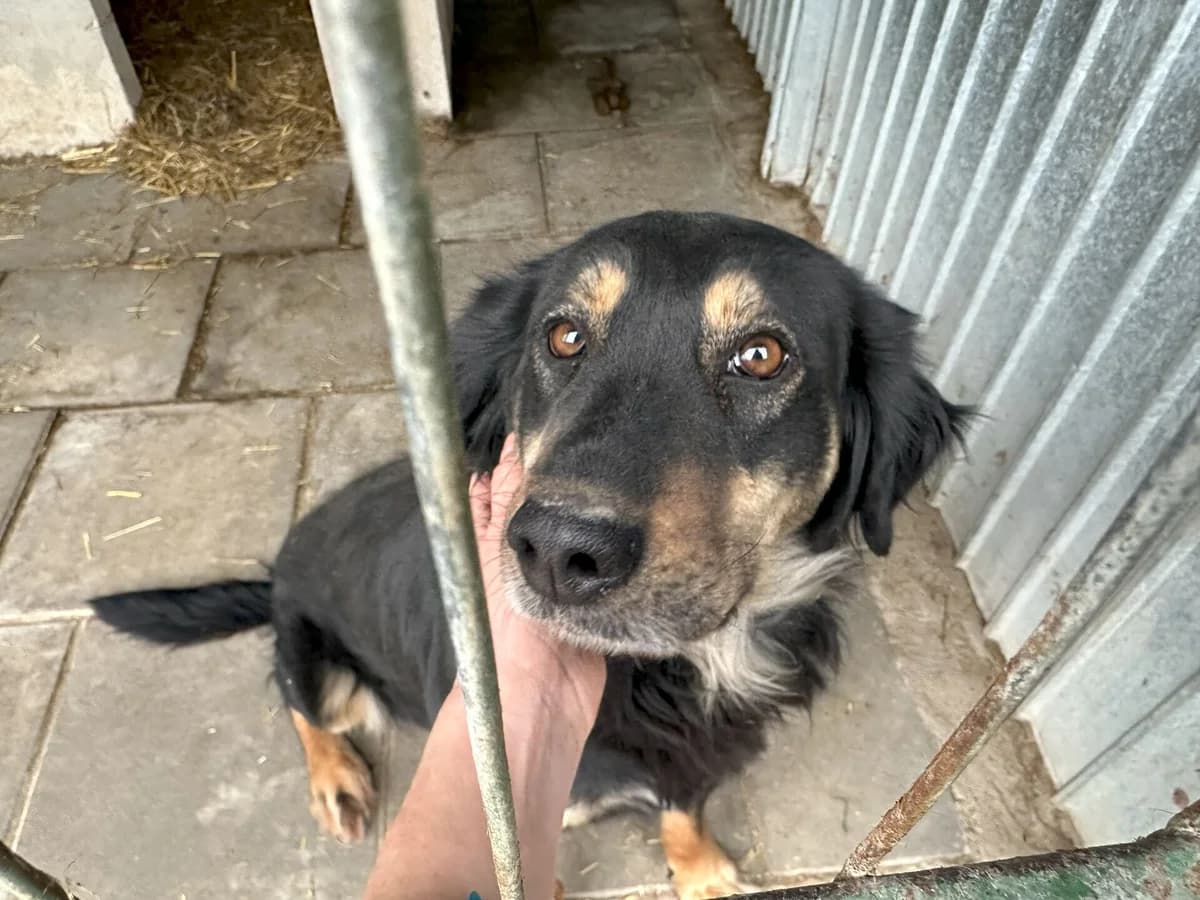 Kaycee, female 3yo Mixed Breed for adoption at Ein Herz für Streuner e.V., München