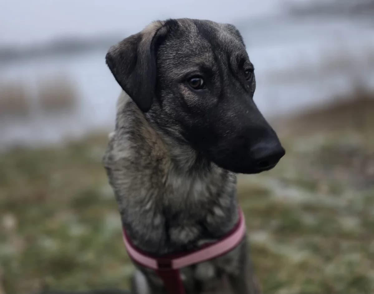 Kayla, female young Mixed Breed for adoption at Ein Herz für Streuner e.V., München
