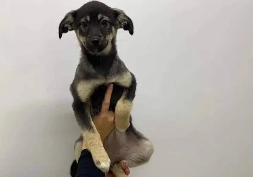 Kayla, puppy Mixed Breed for adoption at Ein Herz für Streuner e.V., München