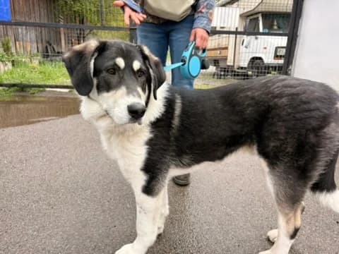 Kayo, male puppy Mixed Breed for adoption at Ein Herz für Streuner e.V., München