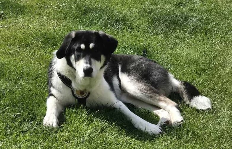 Kayo, male puppy Mixed Breed for adoption at Ein Herz für Streuner e.V., München