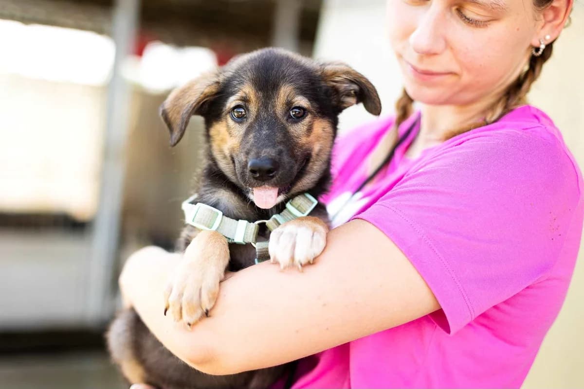 Keanu, male puppy Mixed Breed for adoption at Ein Herz für Streuner e.V., München