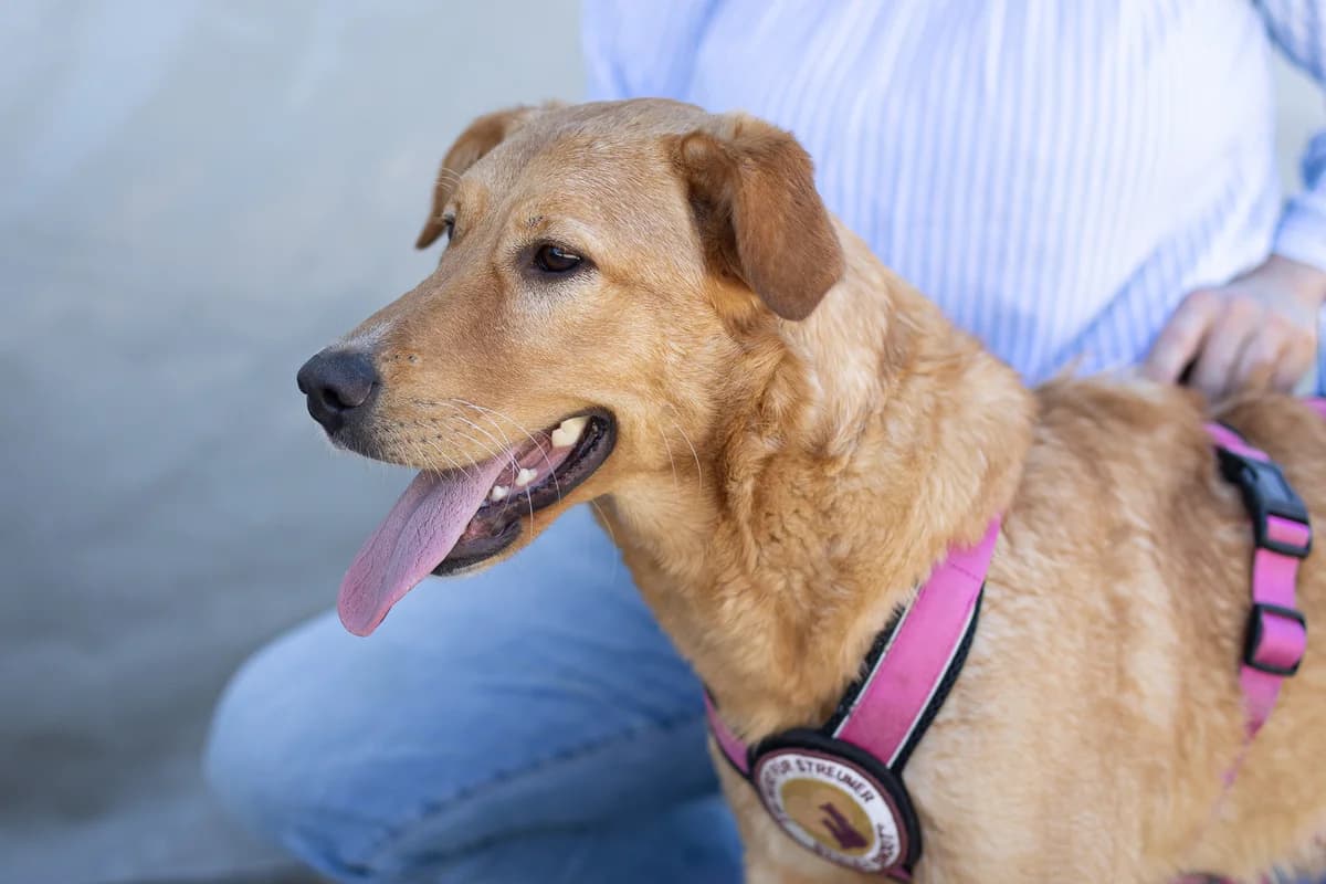Keeva, golden female puppy Mixed Breed for adoption at Ein Herz für Streuner e.V., München