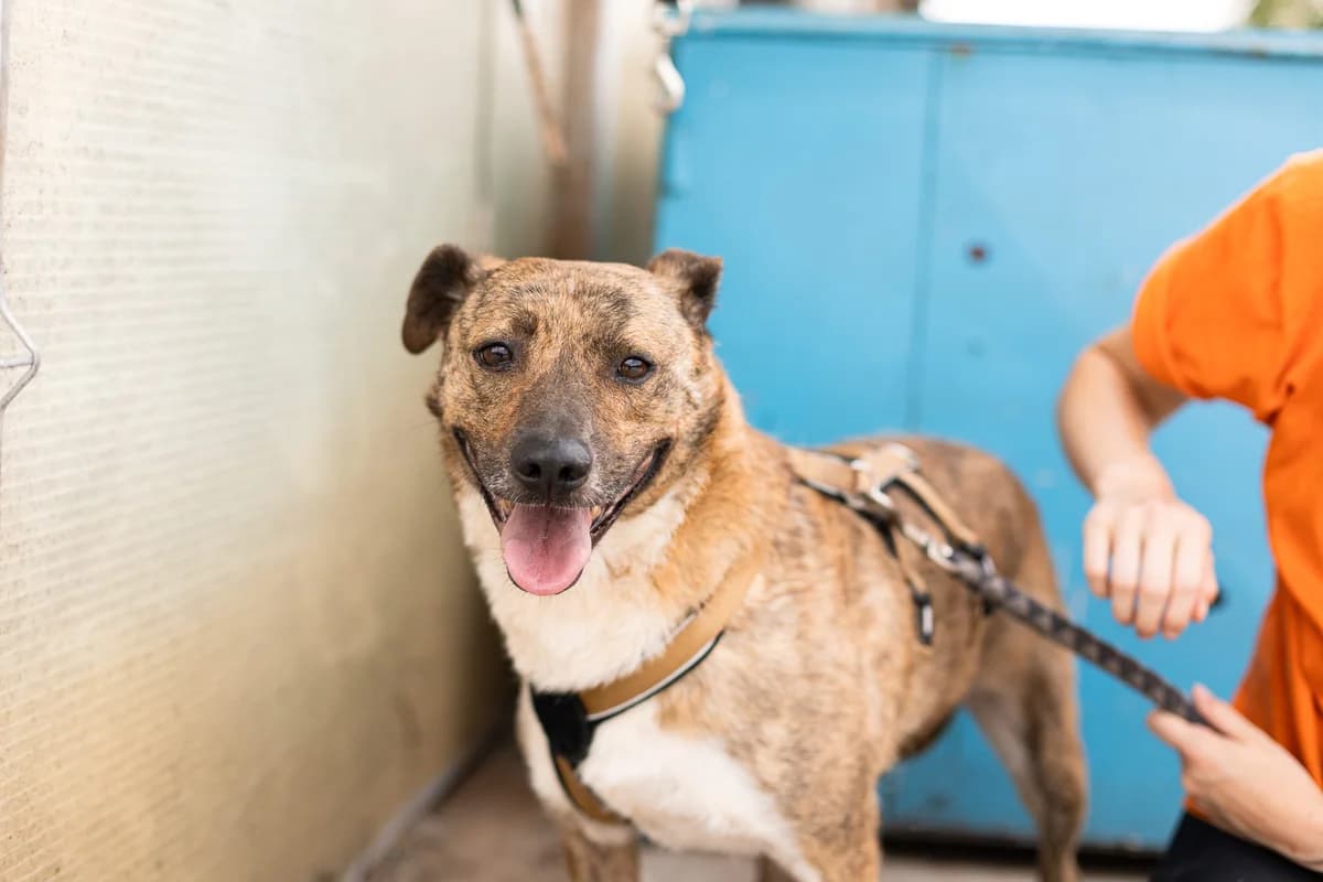 Keke, female 3yo Mixed Breed for adoption at Ein Herz für Streuner e.V., München