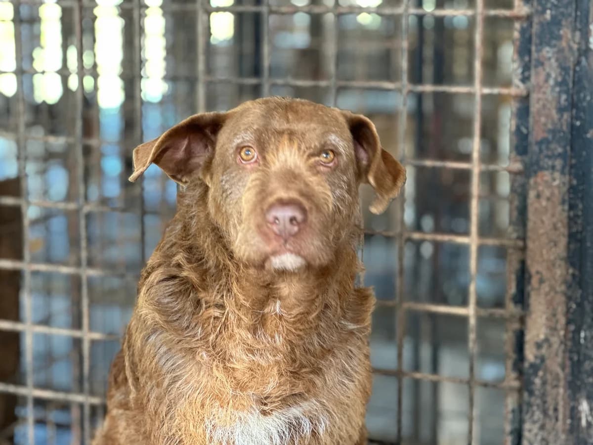 Keks, male 6yo Mixed Breed for adoption at Ein Herz für Streuner e.V., München