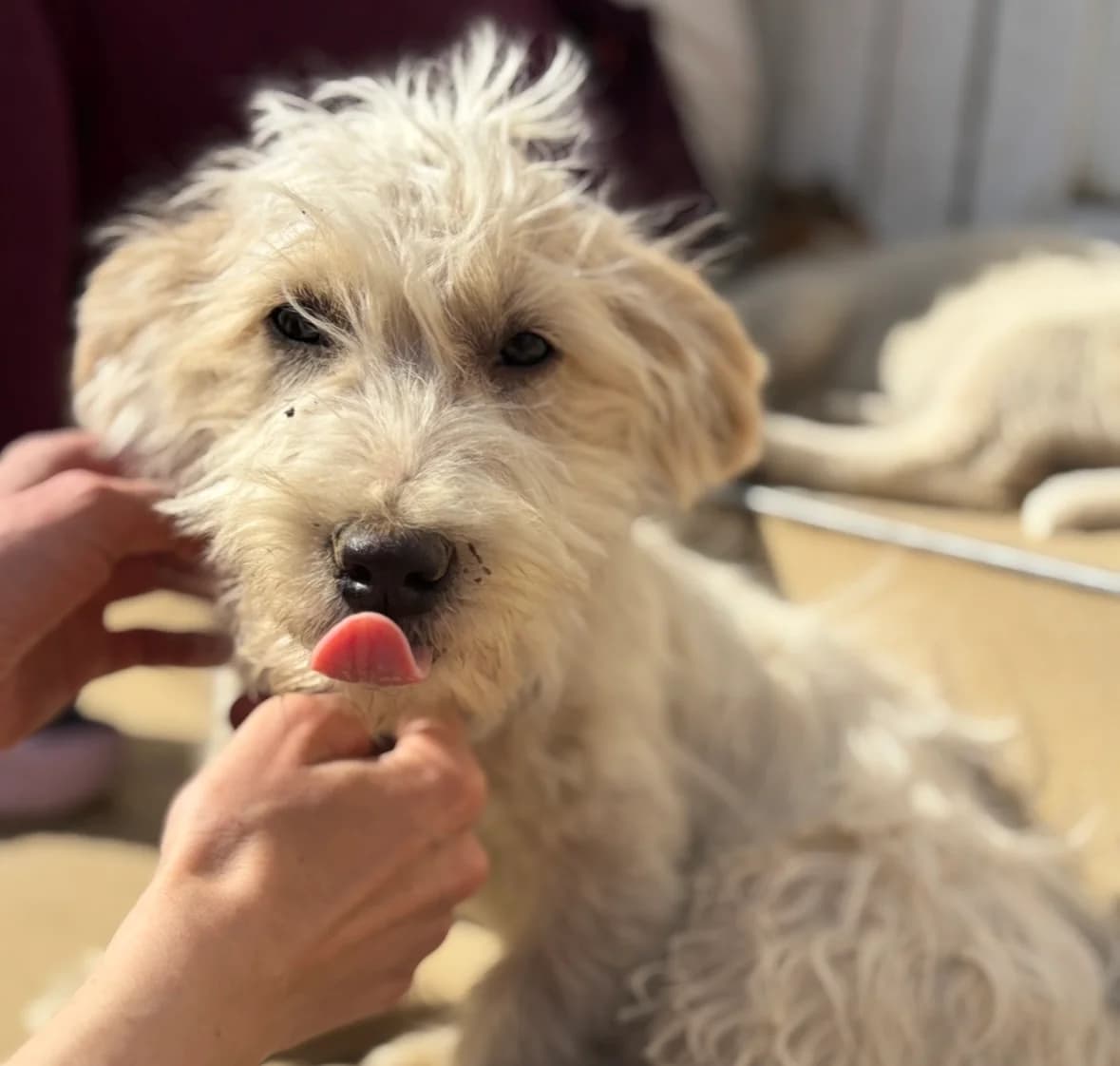 Keks, male puppy Mixed Breed for adoption at Ein Herz für Streuner e.V., München