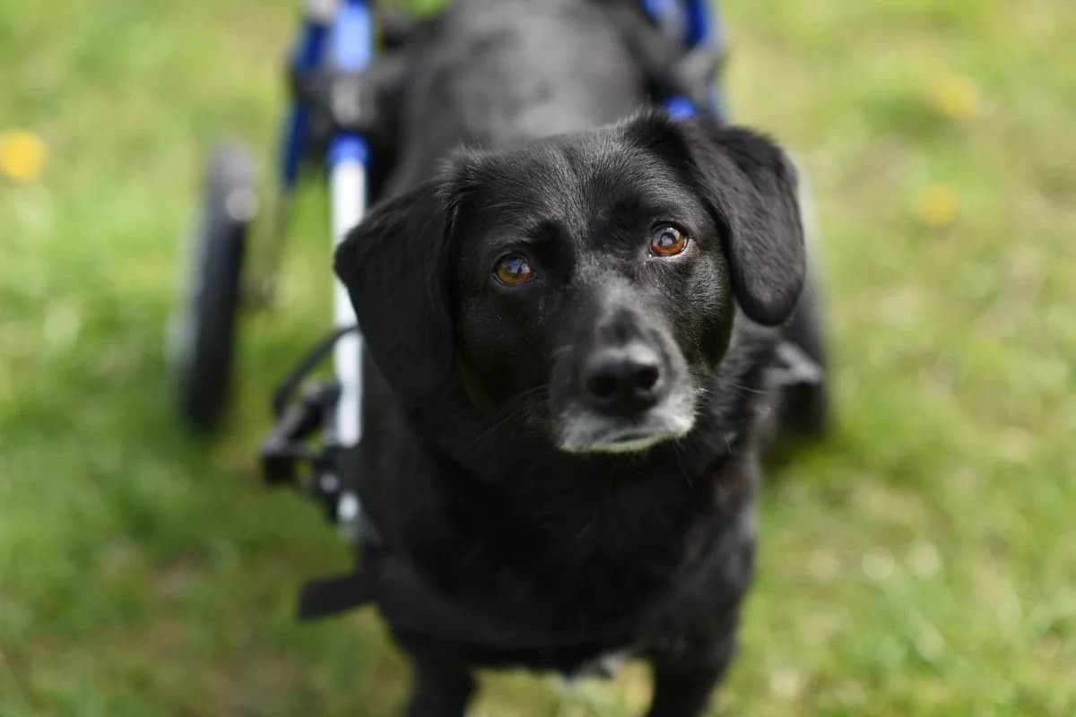 Keks, female 5yo Mixed Breed for adoption at Ein Herz für Streuner e.V., München