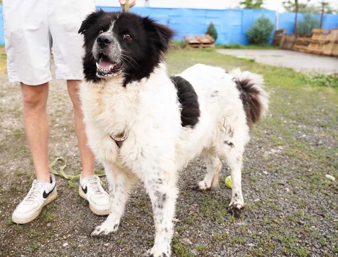 Kelly, weiß female 7yo Mixed Breed for adoption at Ein Herz für Streuner e.V., München