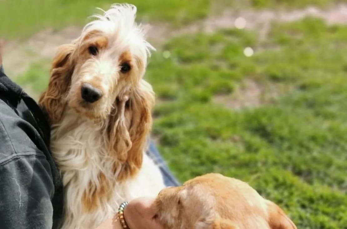 Kelsie, female 6yo Mixed Breed for adoption at Ein Herz für Streuner e.V., München
