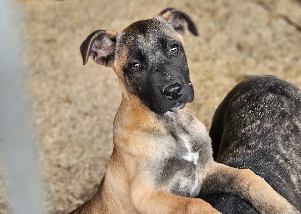 Kena, schwarz female puppy Mixed Breed for adoption at Ein Herz für Streuner e.V., München