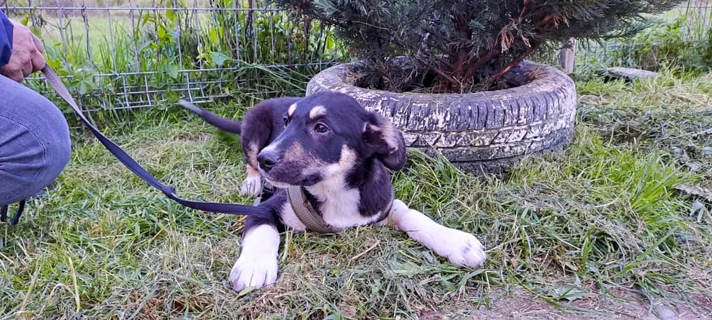 Kenai, male puppy Mixed Breed for adoption at Ein Herz für Streuner e.V., München