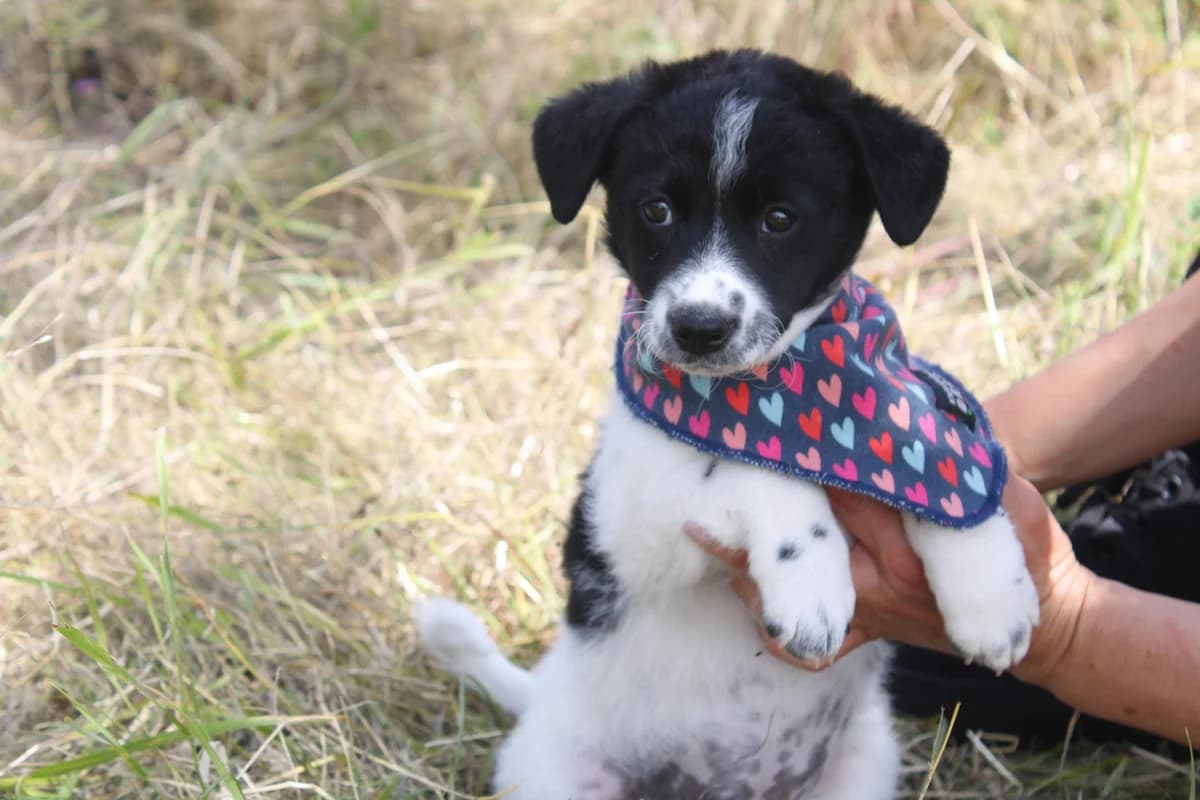 Kendra, schwarz young Mixed Breed for adoption at Ein Herz für Streuner e.V., München