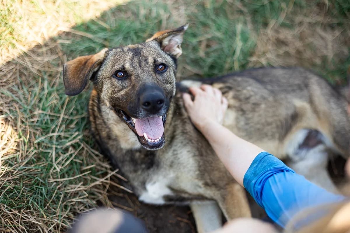 Kenian, male young Mixed Breed for adoption at Ein Herz für Streuner e.V., München