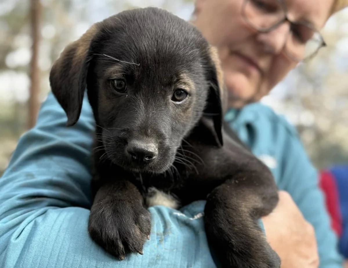 Kenny, merle puppy Mixed Breed for adoption at Ein Herz für Streuner e.V., München
