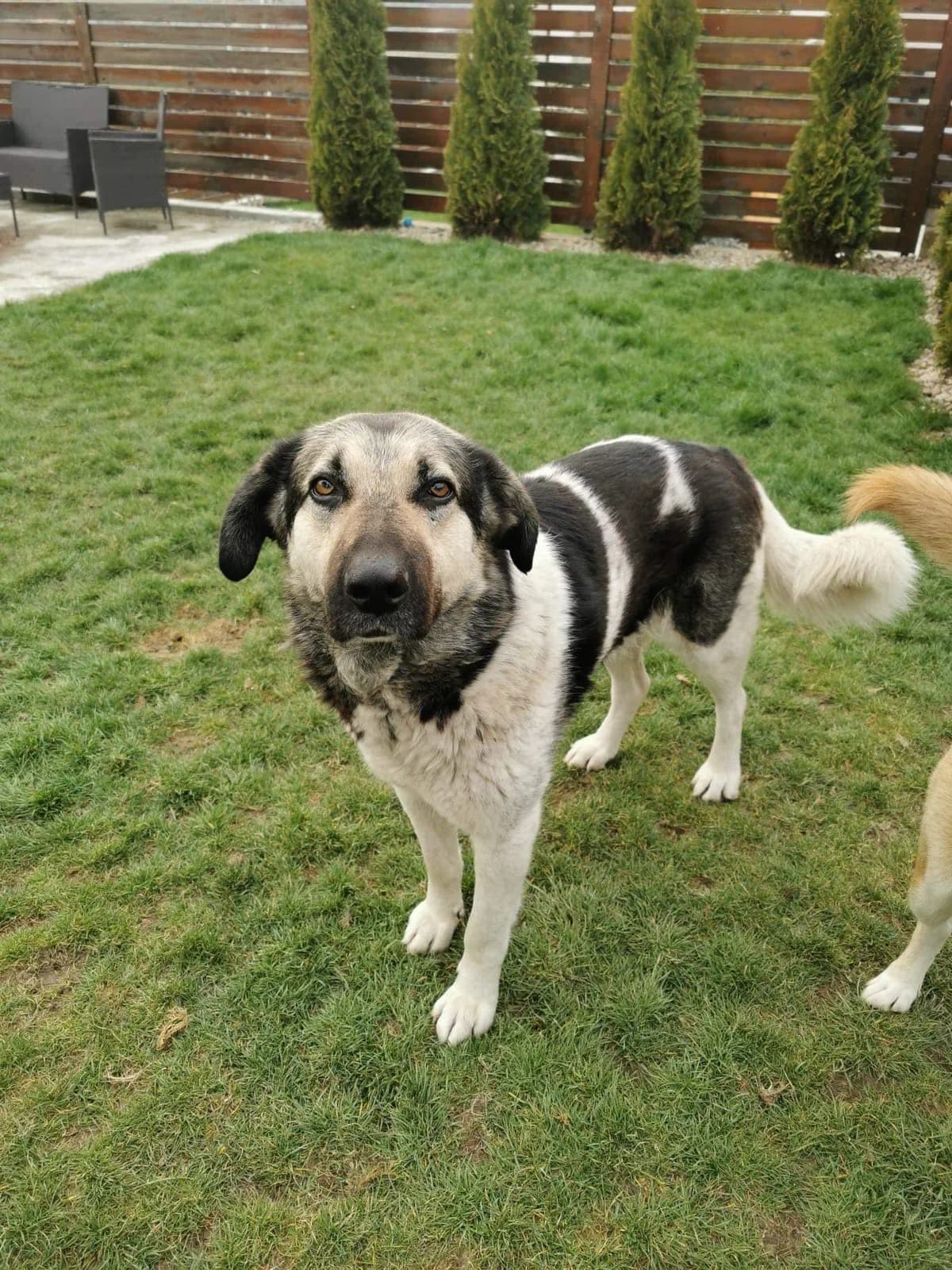 Ken(Ny), schwarz male 4yo Mixed Breed for adoption at Ein Herz für Streuner e.V., München