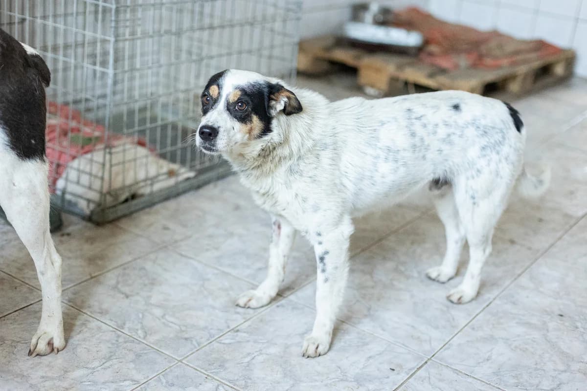 Kentucky, male 3yo Mixed Breed for adoption at Ein Herz für Streuner e.V., München