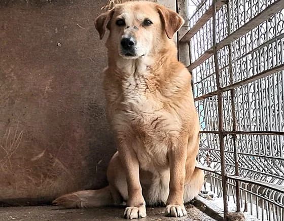 Keona, female 5yo Mixed Breed for adoption at Ein Herz für Streuner e.V., München