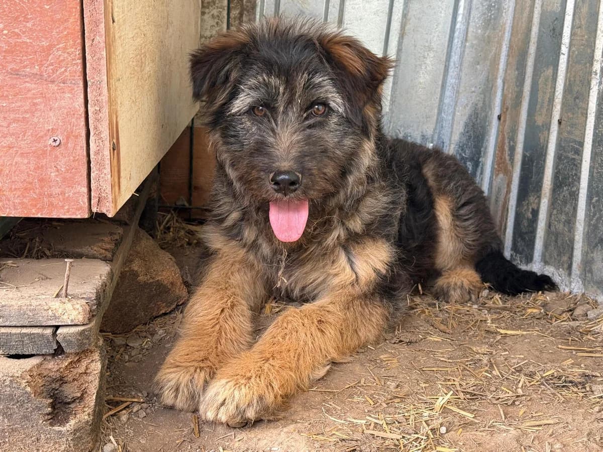 Kessie, female puppy Mixed Breed for adoption at Ein Herz für Streuner e.V., München