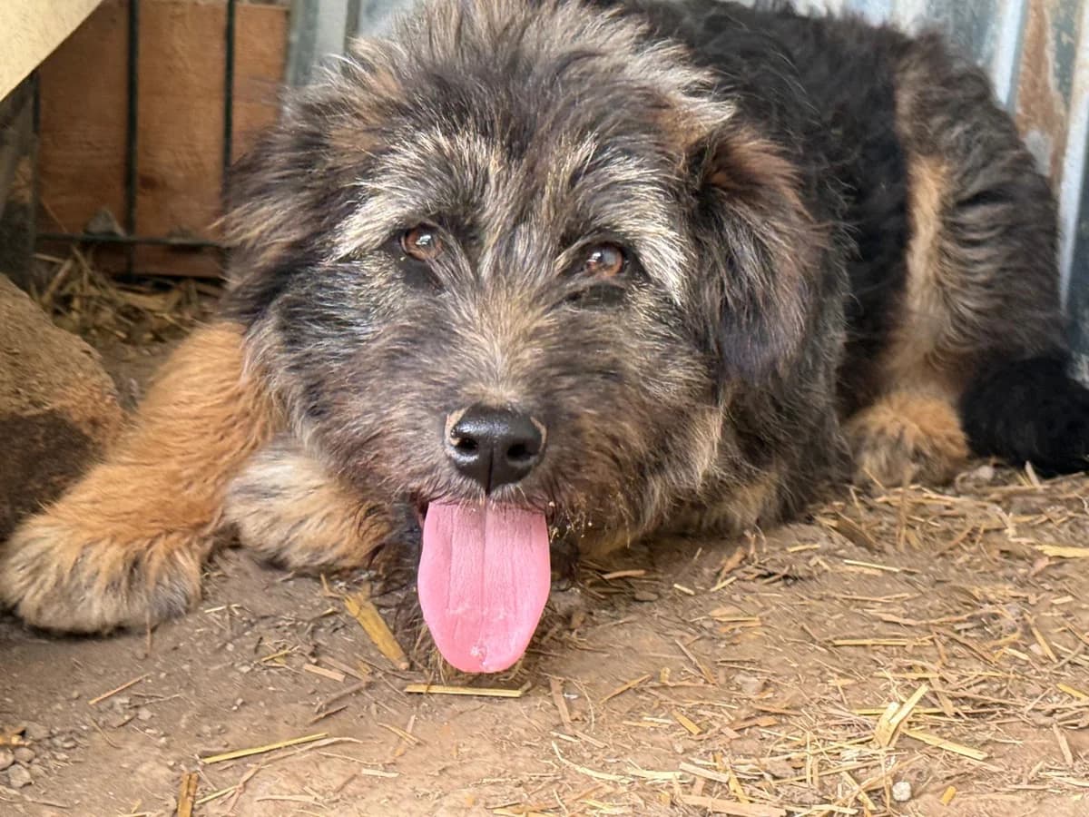 Kessie, female puppy Mixed Breed for adoption at Ein Herz für Streuner e.V., München
