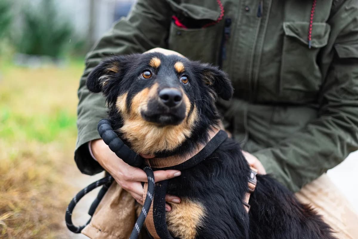 Kessie, Mixed Breed for adoption at Ein Herz für Streuner e.V., München