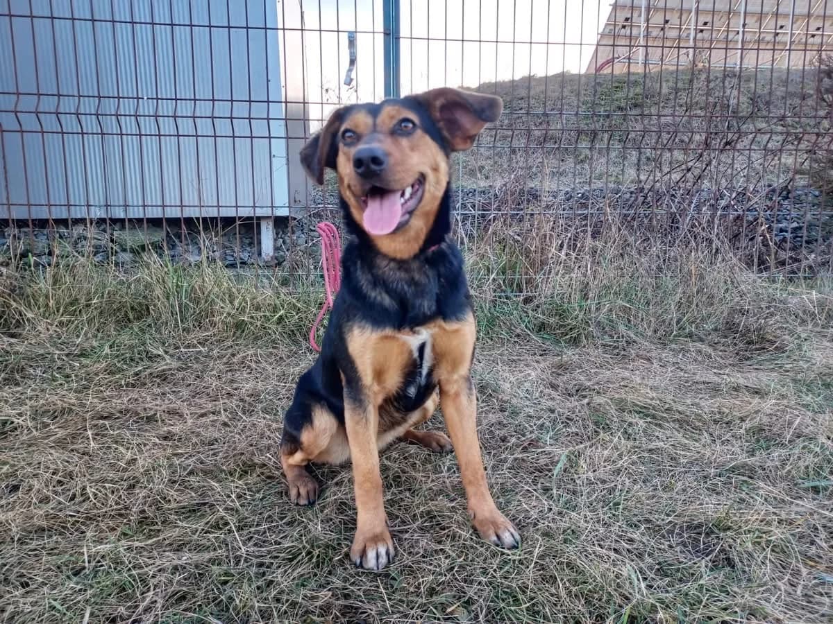 Kessy, female young Mixed Breed for adoption at Ein Herz für Streuner e.V., München
