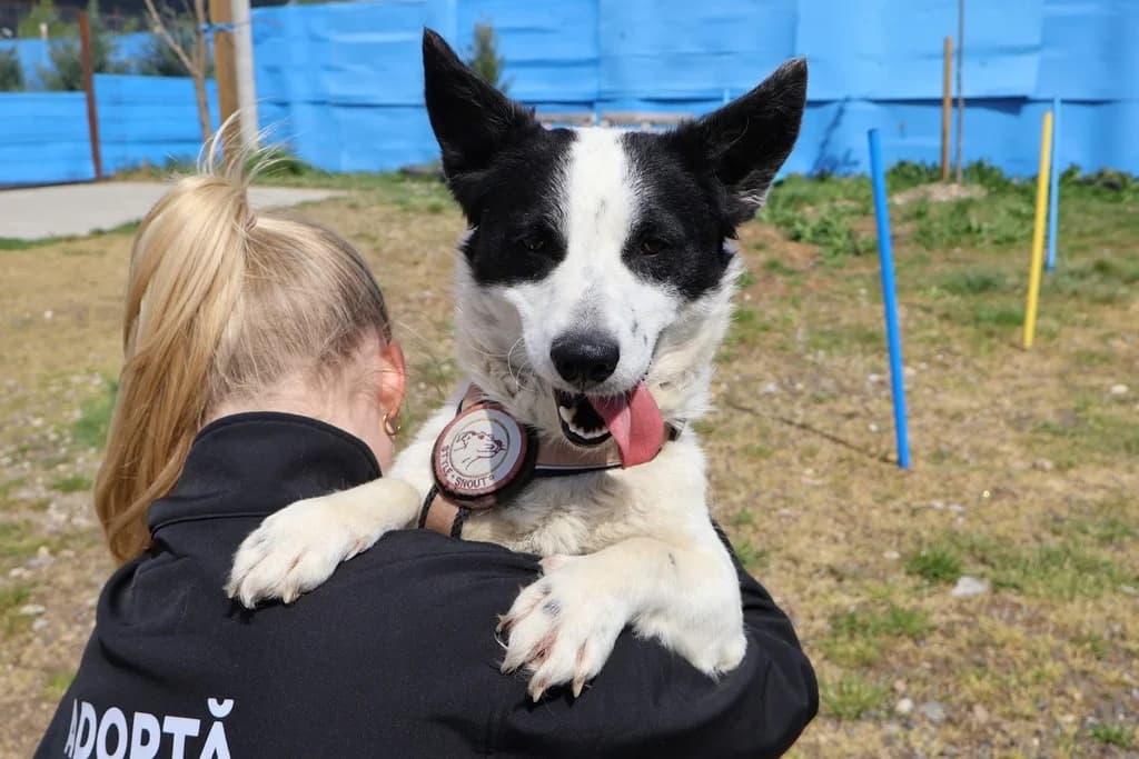 Kessy, schwarz female young Mixed Breed for adoption at Ein Herz für Streuner e.V., München