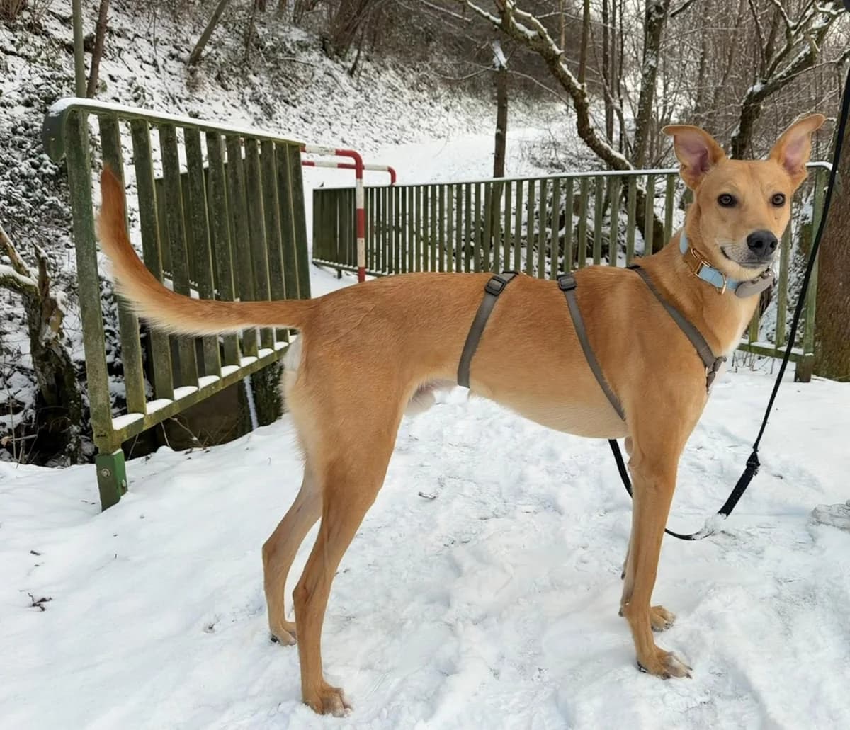 Keylam, male 5yo Mixed Breed for adoption at Ein Herz für Streuner e.V., München
