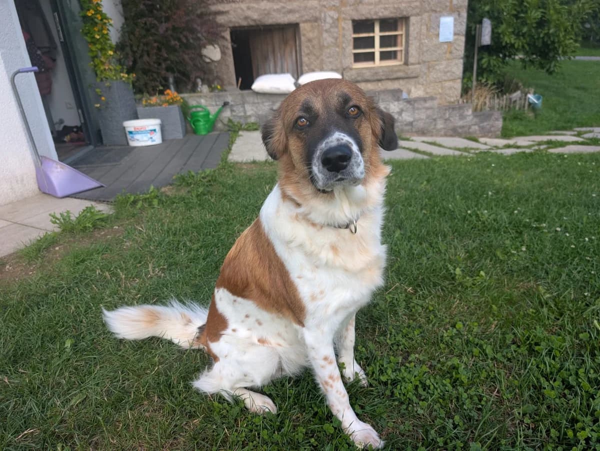Khaleesi, female 4yo Mixed Breed for adoption at Ein Herz für Streuner e.V., München