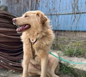 Khary, golden male young Mixed Breed for adoption at Ein Herz für Streuner e.V., München