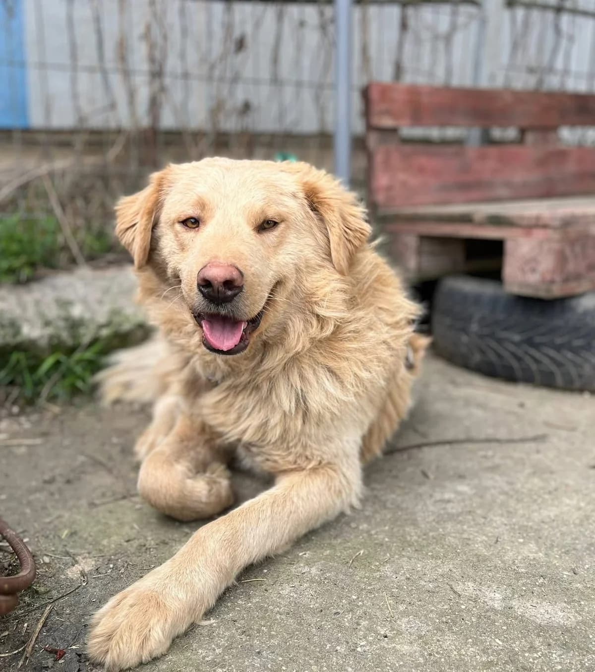 Khary, male 5yo Mixed Breed for adoption at Ein Herz für Streuner e.V., München